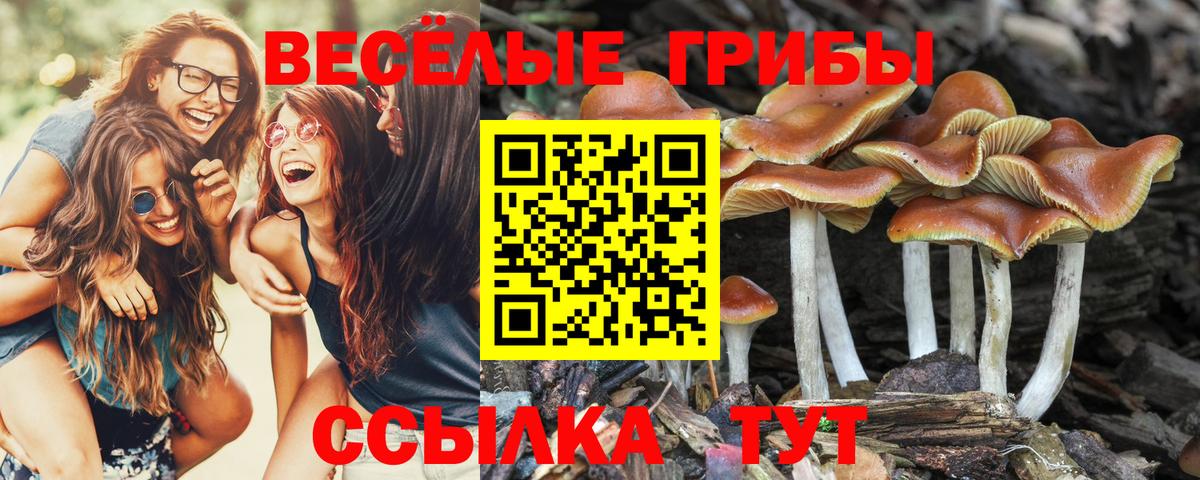 Псилоцибиновые грибы MAGIC MUSHROOMS  где найти наркотики  Псилоцибиновые грибы GOLDEN TEACHER  Москва  Вход с VPN 